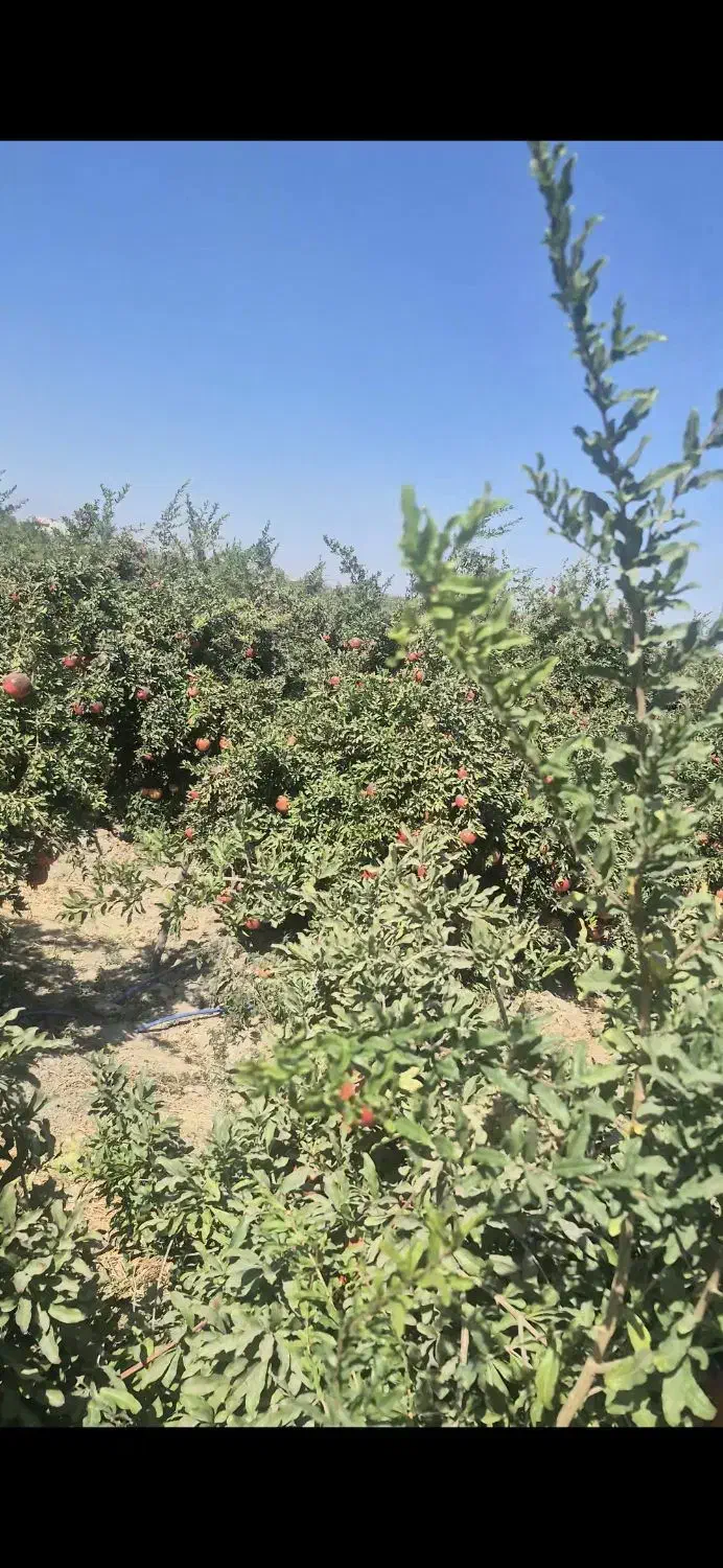 انار ساوه ابگیری رپ بالای ۱۰۰ کیلو ارسال درب منزل|خوردنی و آشامیدنی|محمدشهر, ولدآباد|دیوار