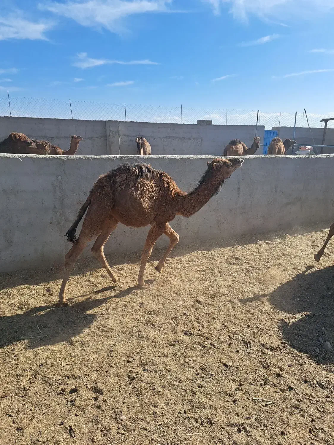 هاشی نر و ماده|حیوانات مزرعه|بافق, |دیوار