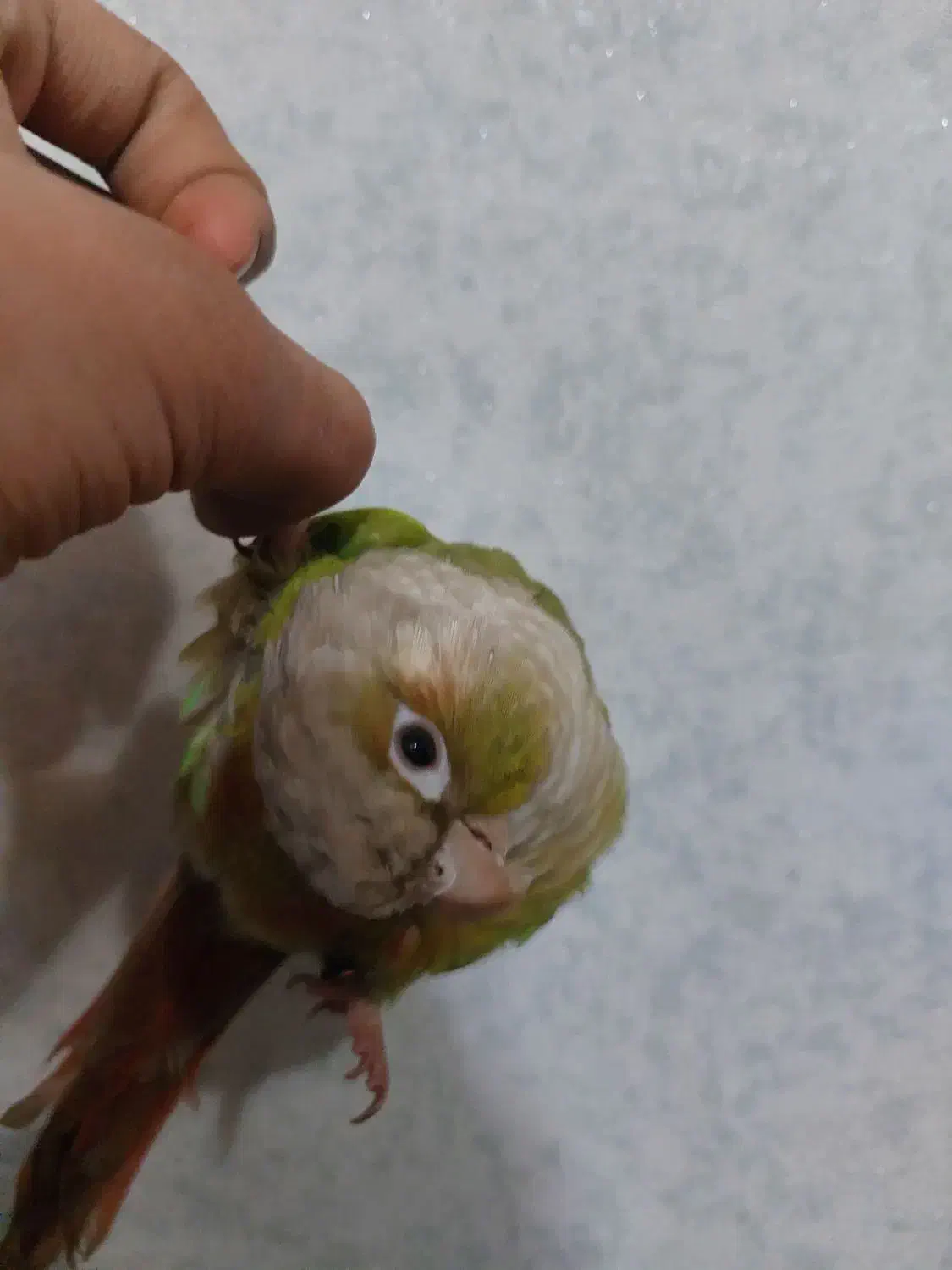 گیرینچیک|پرنده|جهرم, |دیوار