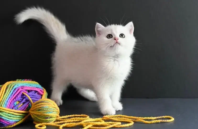 پیش فروش بریتیش|گربه|مشهد, سجاد شهر|دیوار