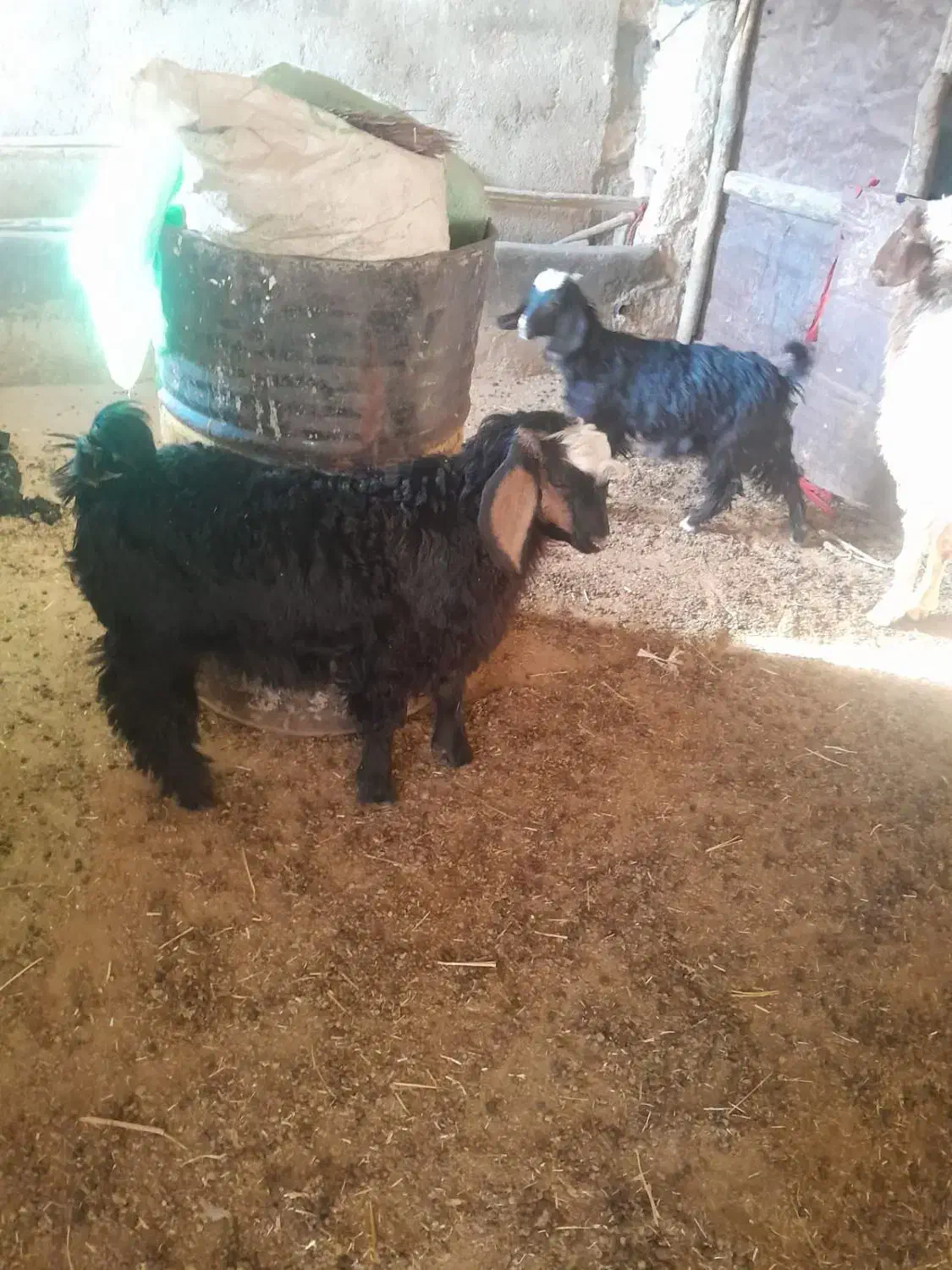 بزغاله|حیوانات مزرعه|دشت ذهاب, |دیوار