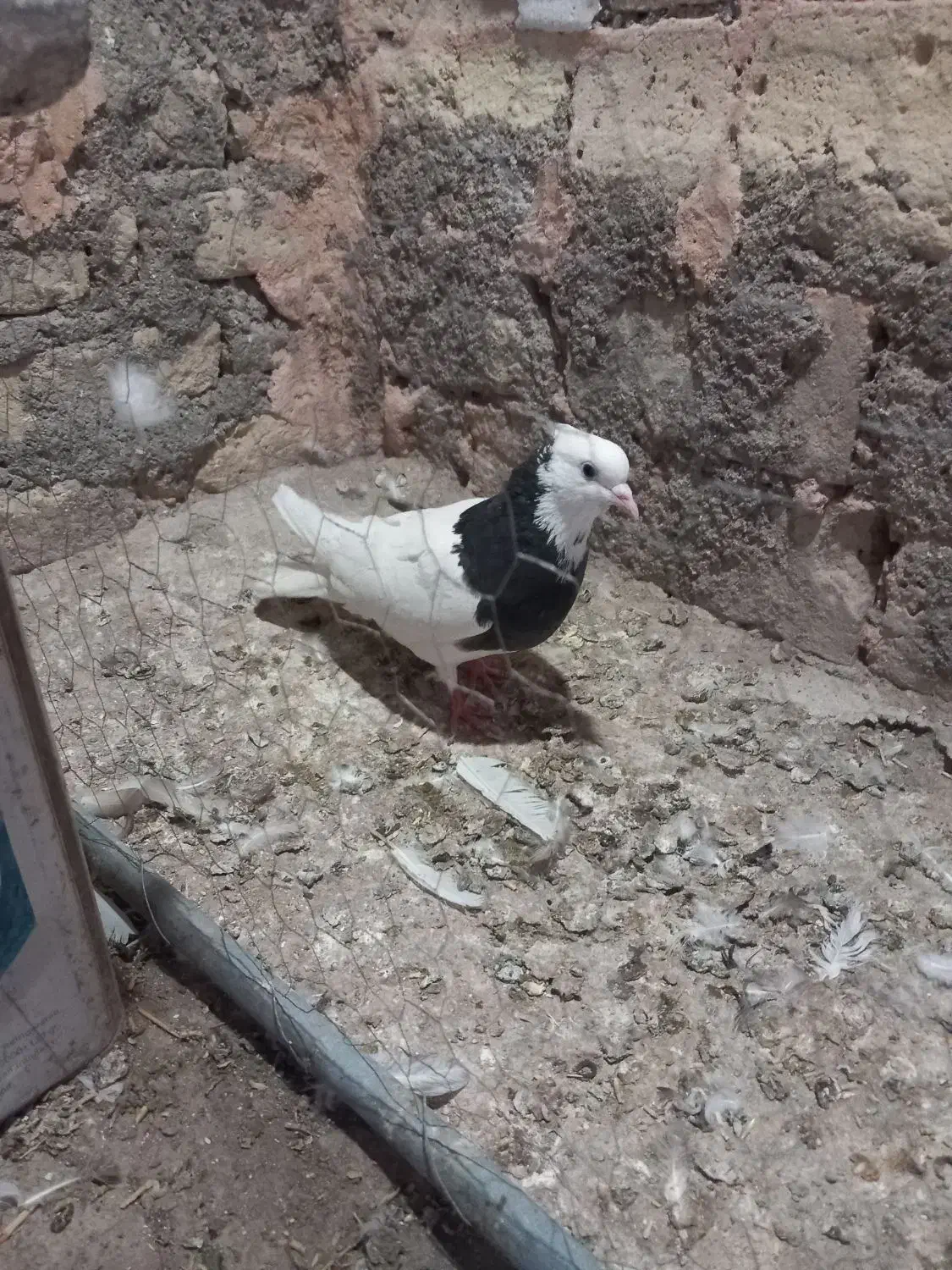 پنج تا طوقی با سه تا آلمانی|پرنده|سبزوار, شرق کال عیدگاه|دیوار