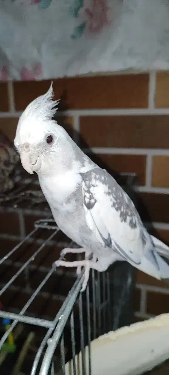 عروس هلندی لوتینو|پرنده|اردکان, |دیوار