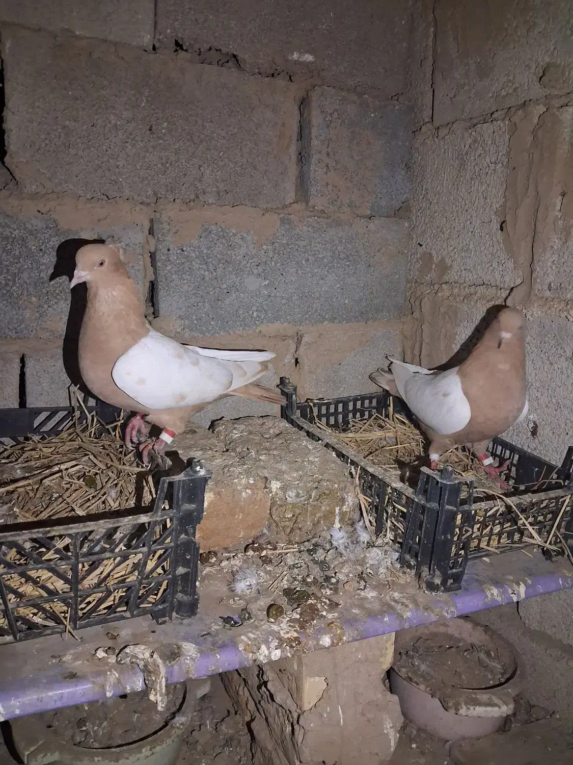 رنگی|پرنده|گنبد کاووس, |دیوار