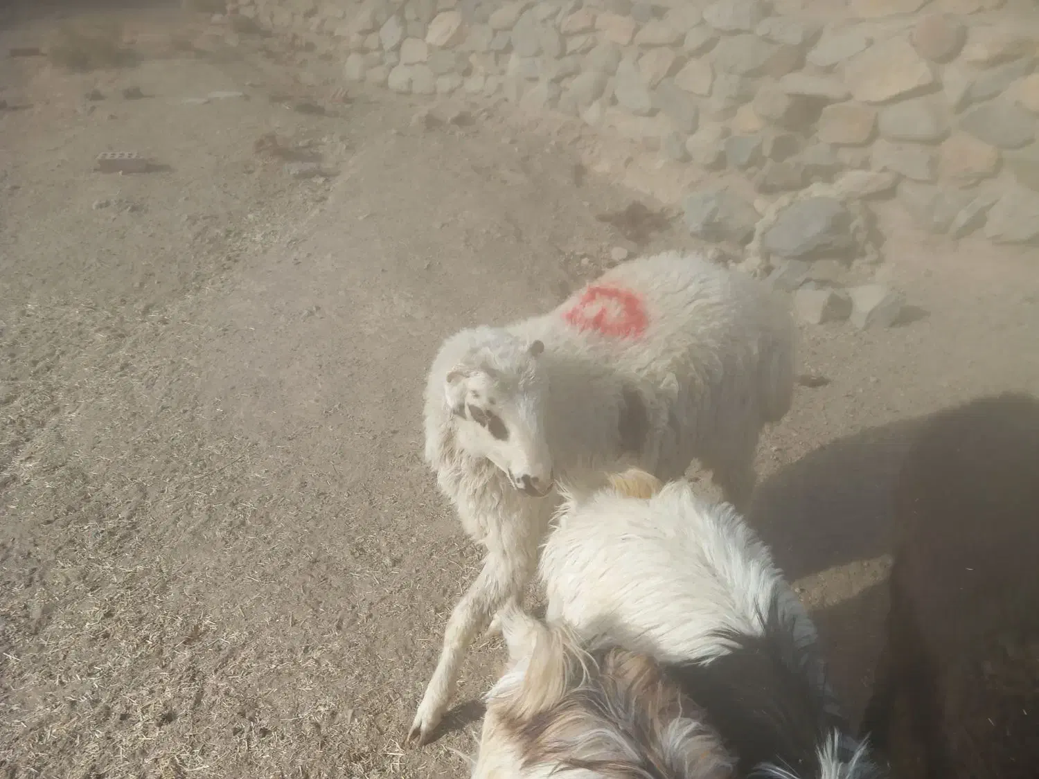 بره.فروشی رابر|حیوانات مزرعه|رابر, |دیوار