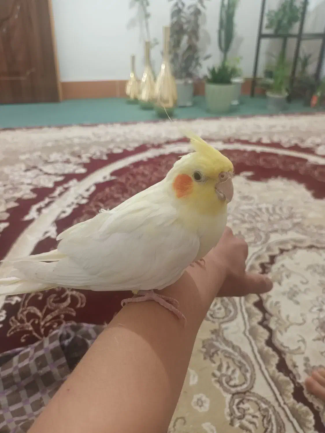 پرنده|پرنده|لاران, |دیوار