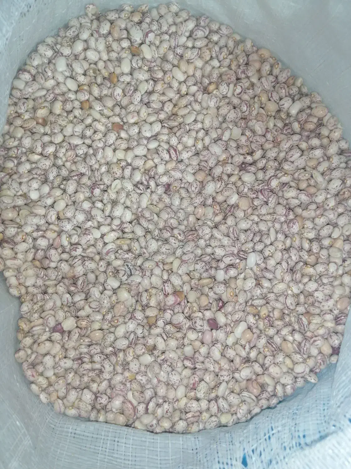 لوبیا چیتی. خورشتی لوبیا گرم. لوبیا برای آش سبزی|خوردنی و آشامیدنی|زرقان, |دیوار