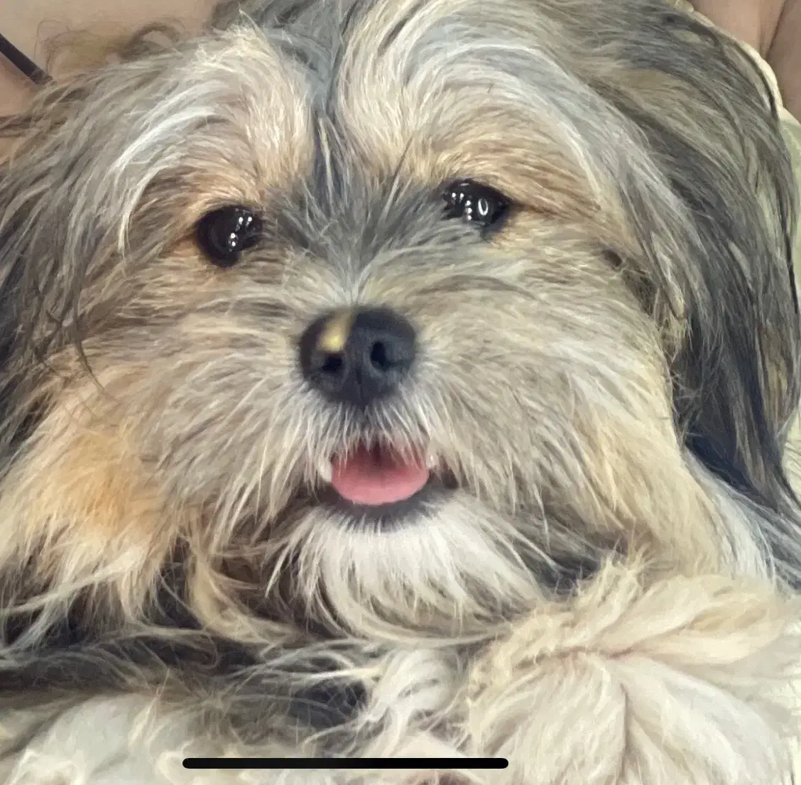 گمشده سگ ماده|حیوانات|کوه چنار, |دیوار