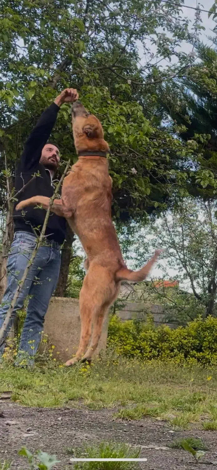 واگذاری سگ سرابی|سگ|تالش, هشتپر|دیوار