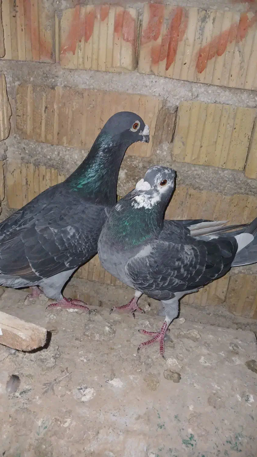 کفترپلاکی|پرنده|مرودشت, شهرک مهدیه|دیوار