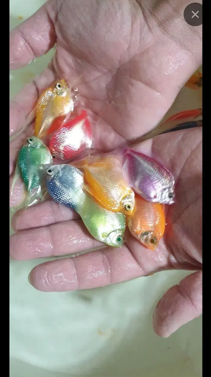 ماهی آکواریومی|ماهی|سبزوار, پیام|دیوار