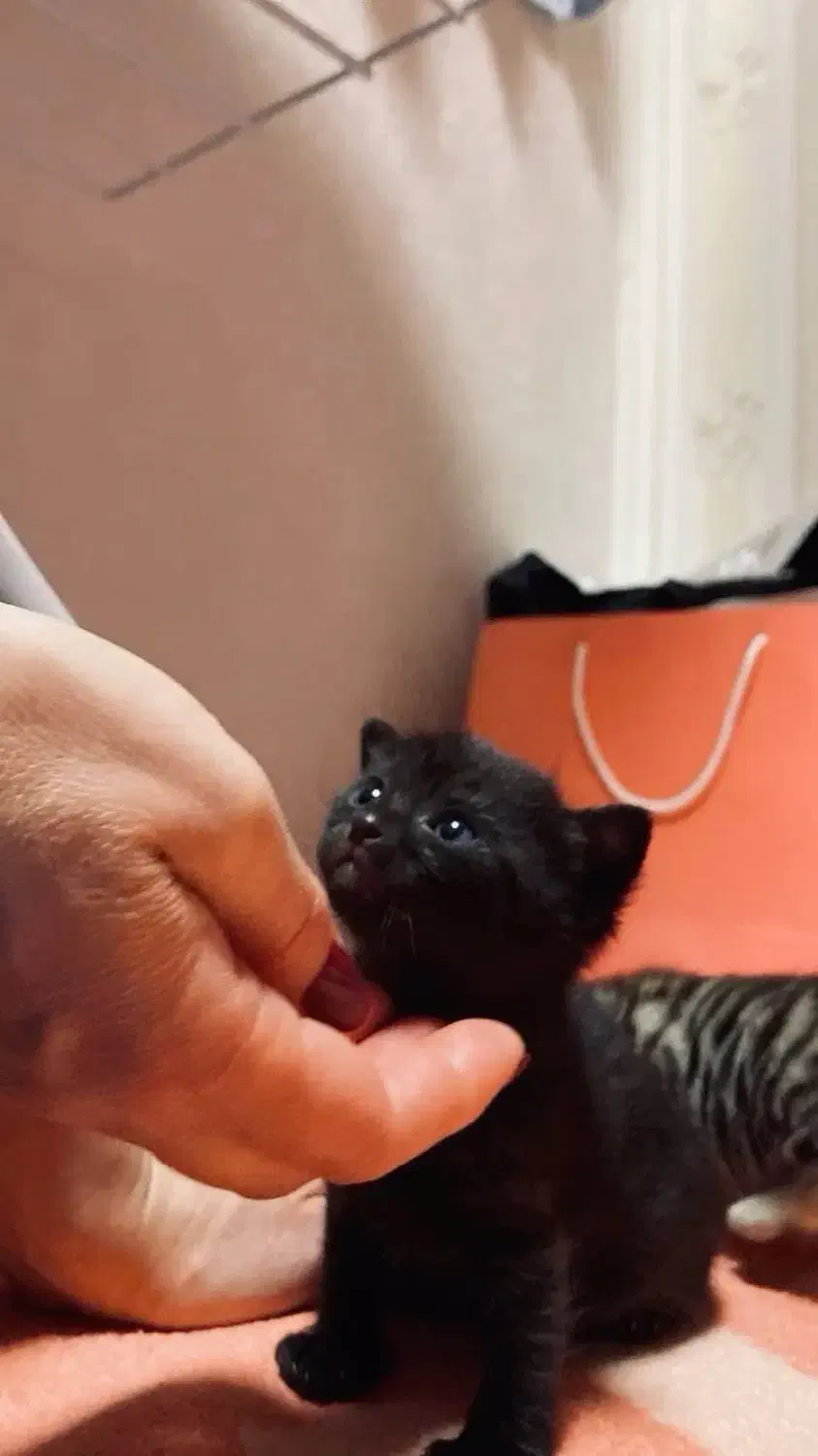 گربه اسکاتیش مشکی|گربه|اهواز, کیانپارس |دیوار