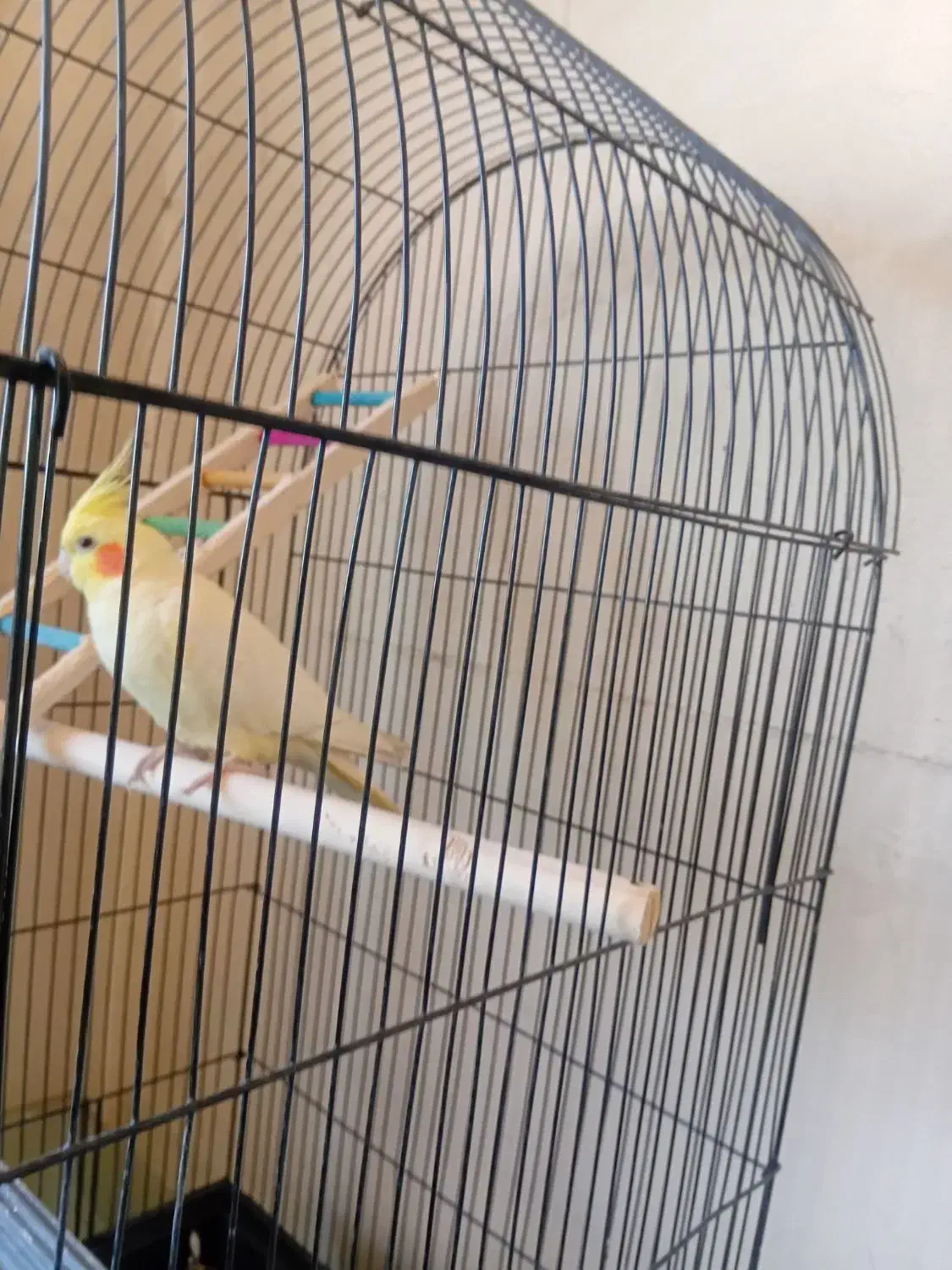 عروس هلندی|پرنده|مشهد, شهرک صنعتی توس|دیوار