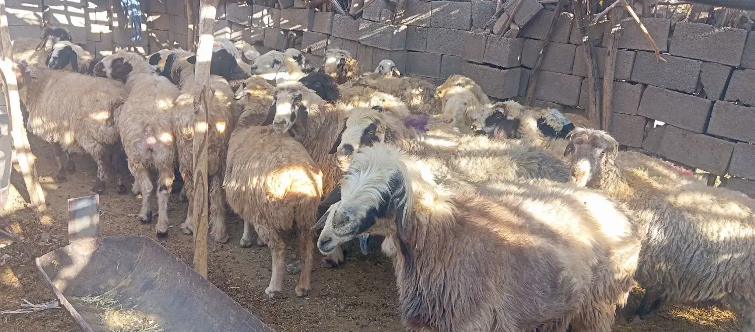 25راس میش داشتی صحرایی|حیوانات مزرعه|ارژن, |دیوار