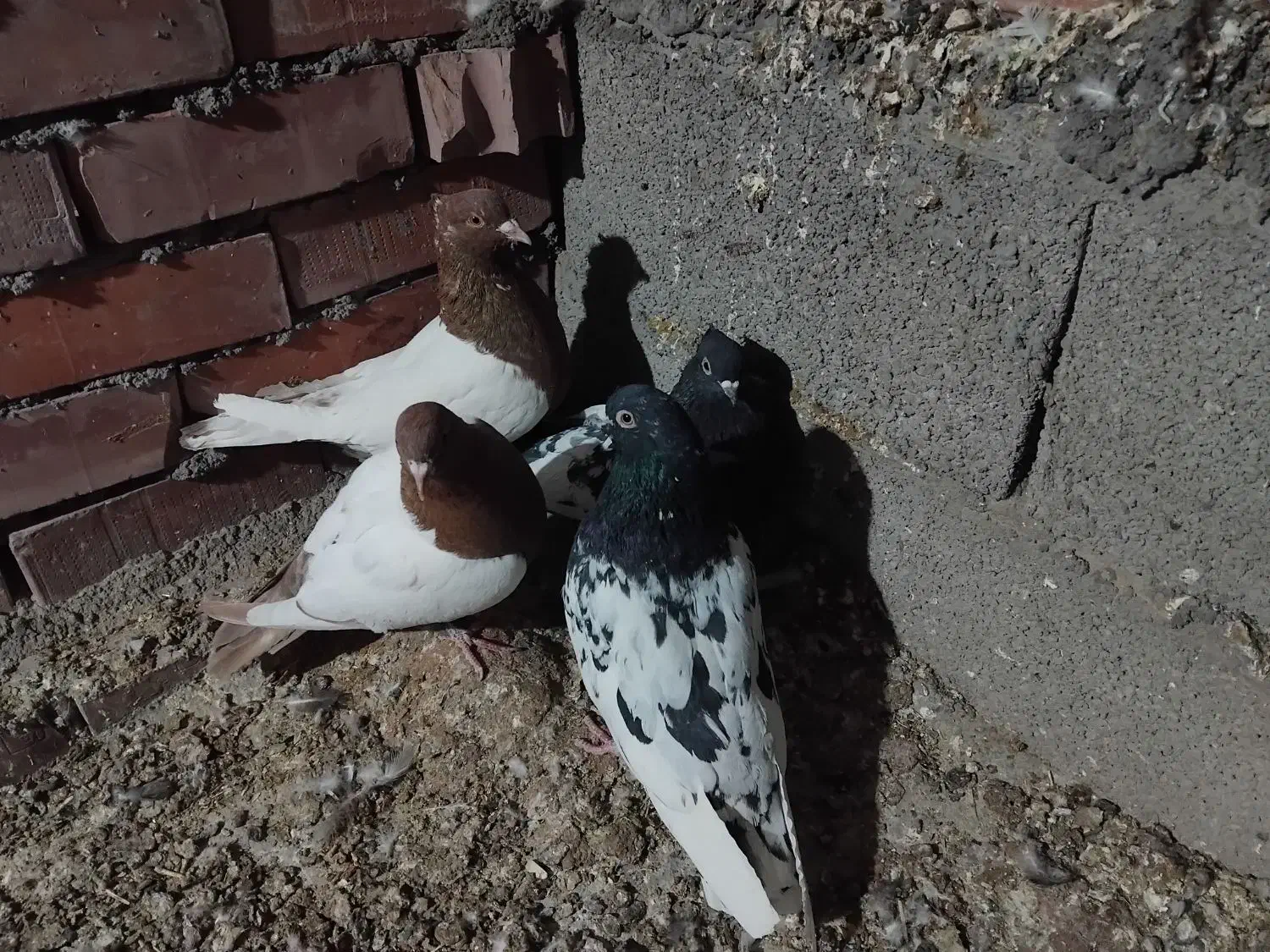 2جفت کفتر کاردرست|پرنده|کرمان, |دیوار