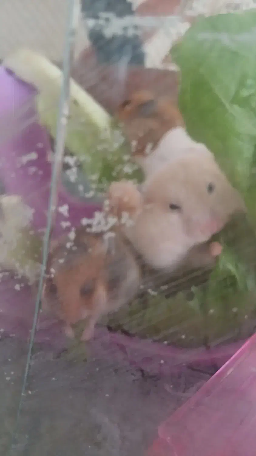 همستر|موش و خرگوش|آبگرم, |دیوار