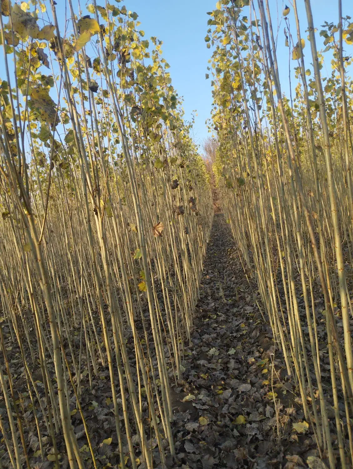 قلمه یا گواخ در زمین خودمون نهال|حراج|خوی, |دیوار