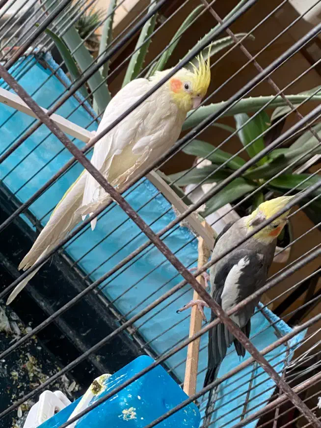 یک جفت عروس هلندی|پرنده|نورآباد, |دیوار