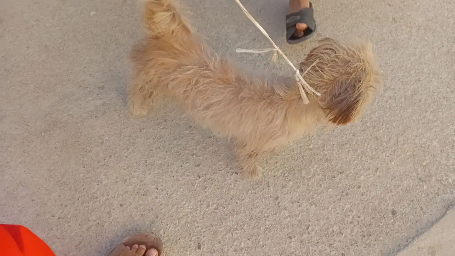 سگ پا کوتا|سگ|فارسان, |دیوار