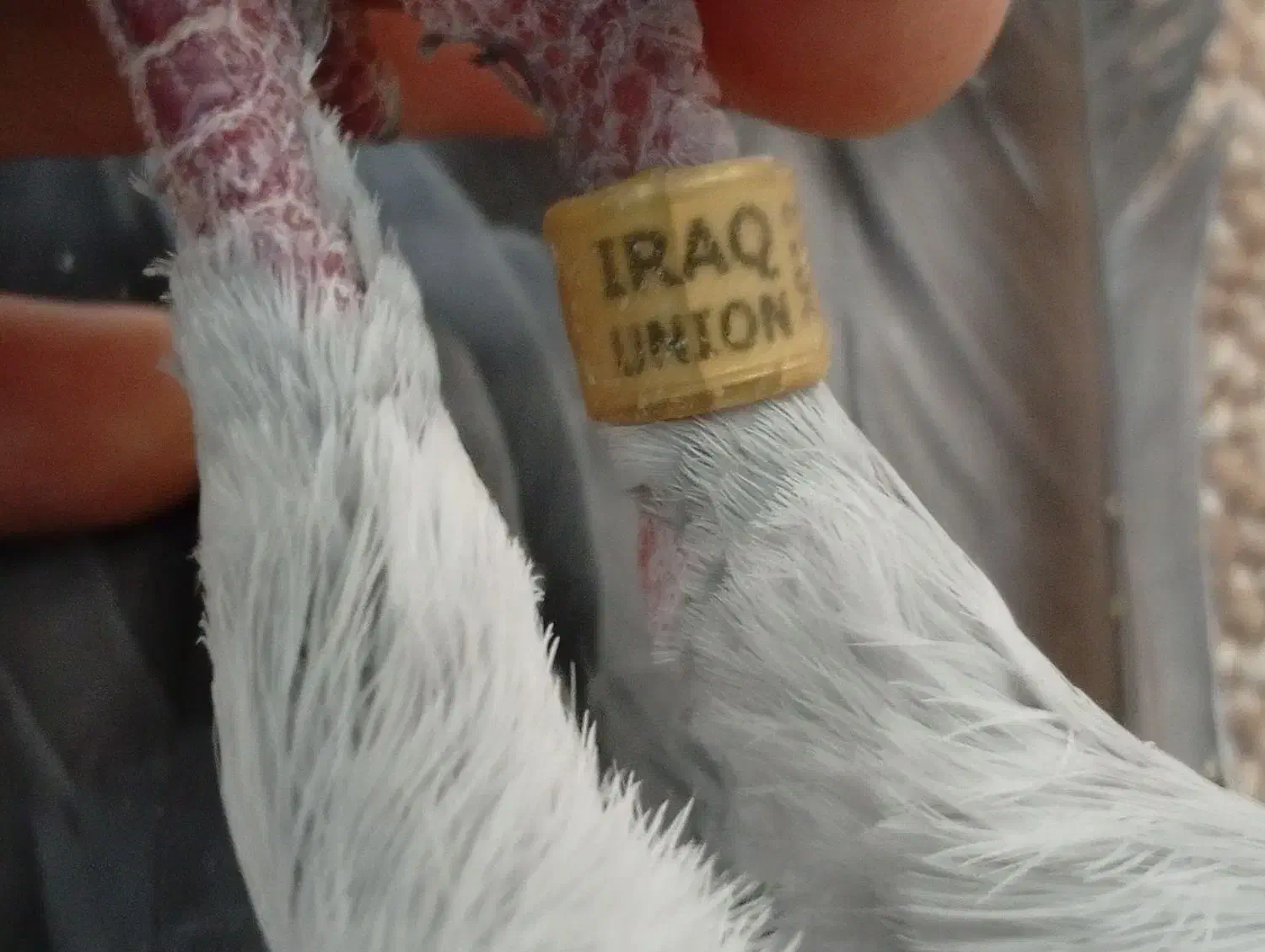 کبوتر پلاکی نر عراق|پرنده|خورموج, |دیوار