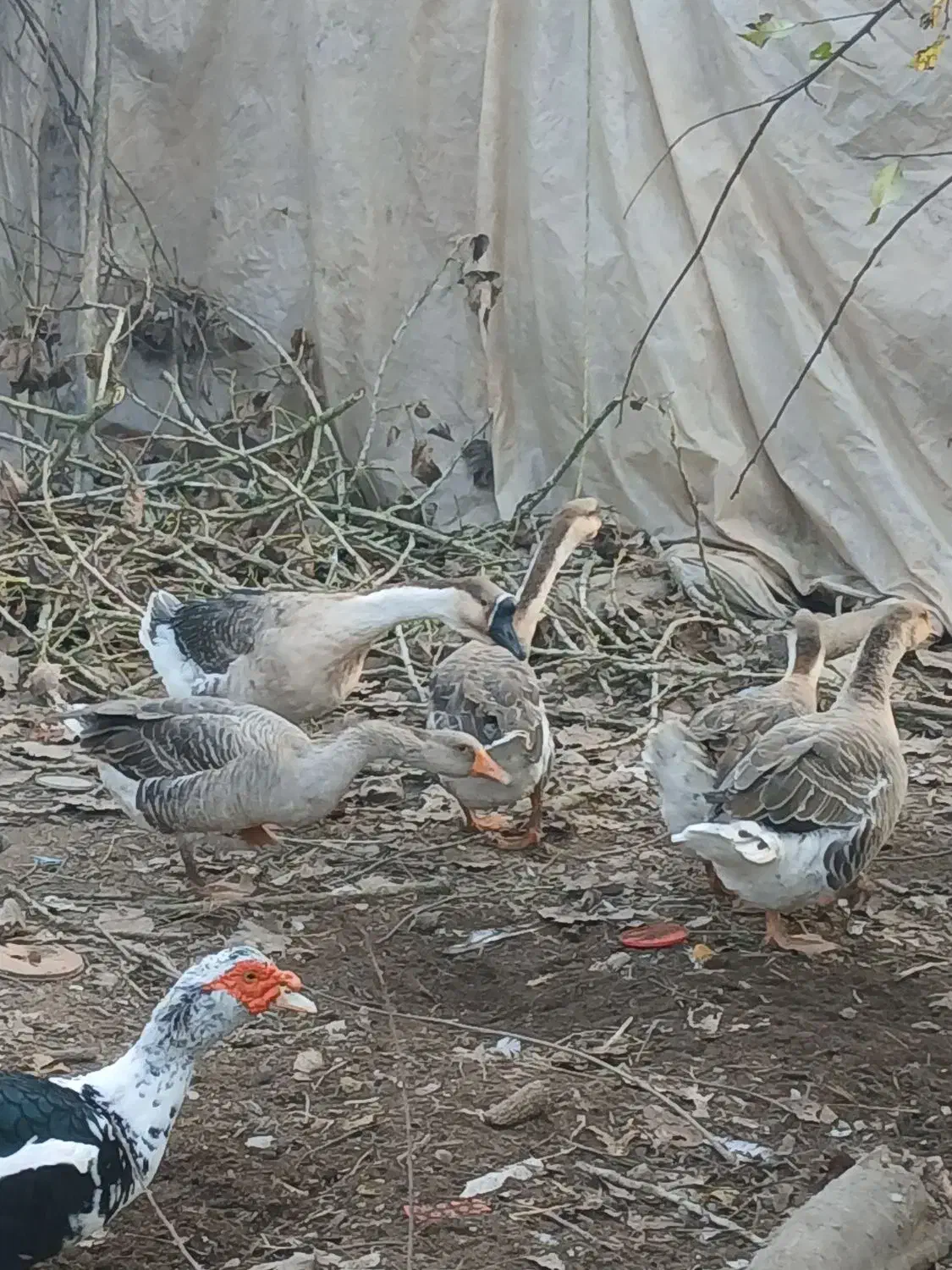 قوغاز|حیوانات مزرعه|آستانه اشرفیه, |دیوار