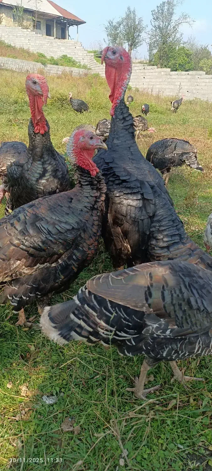 بقلمون|حیوانات مزرعه|سیاهکل, |دیوار