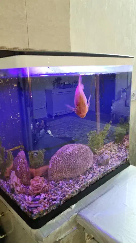 فروش اکواریم با ماهی های گوشت خوار|ماهی|فردیس, شهرک ۱۱۰|دیوار