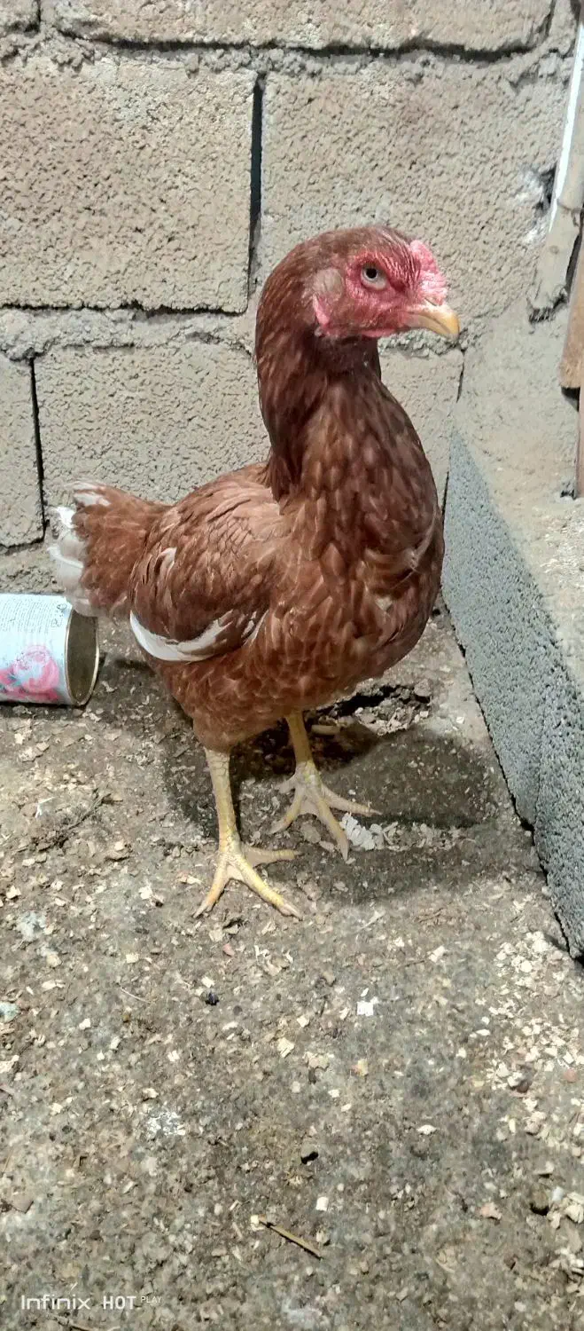 مرغ کرچ لاری دوروزه خوابیده|حیوانات مزرعه|جوانرود, |دیوار