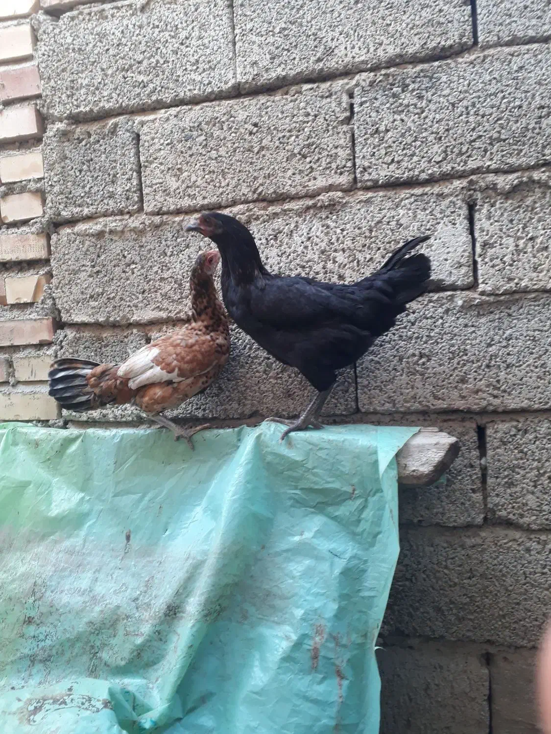 جوجه مرغ محلی|حیوانات مزرعه|تاتار علیا, |دیوار