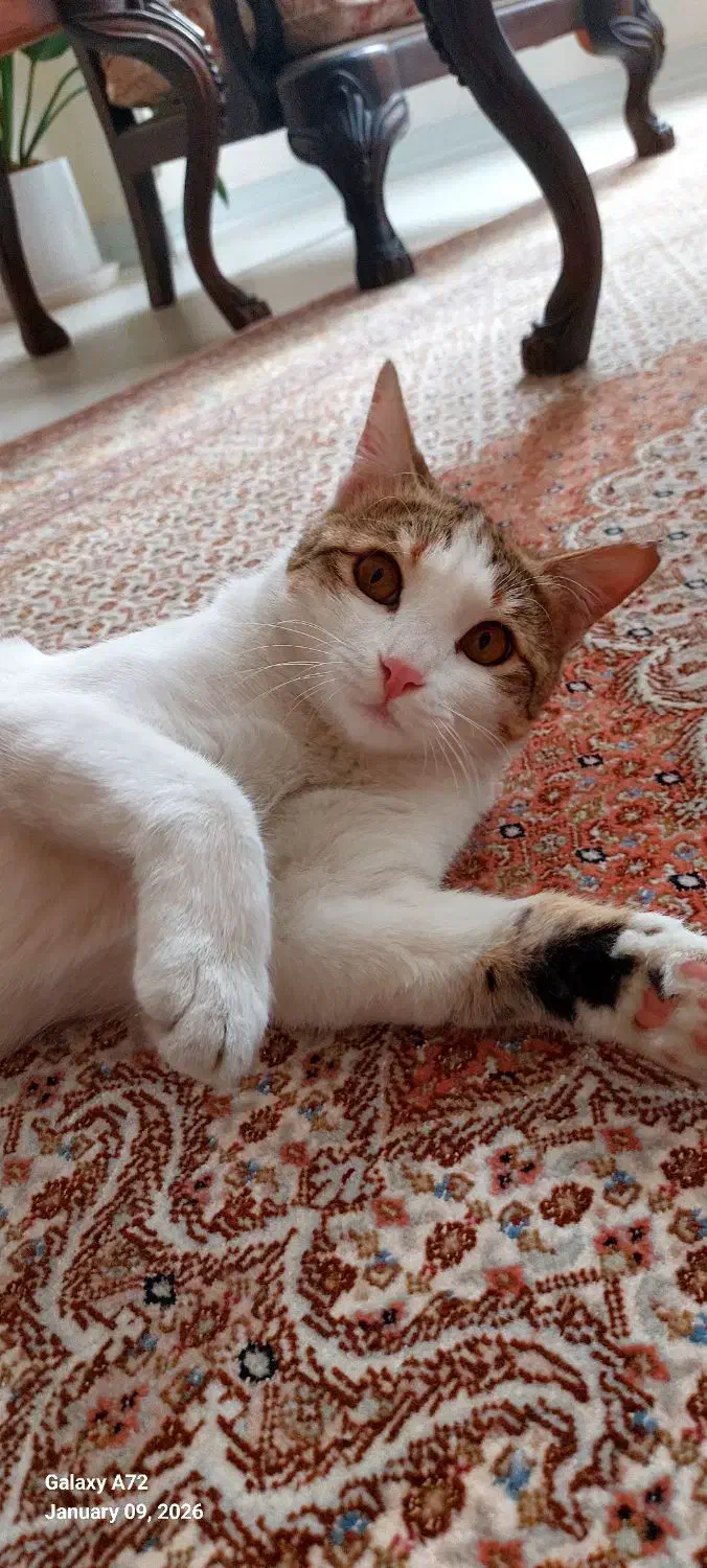 واگذاری رایگان|گربه|کرج, کوی زنبق|دیوار