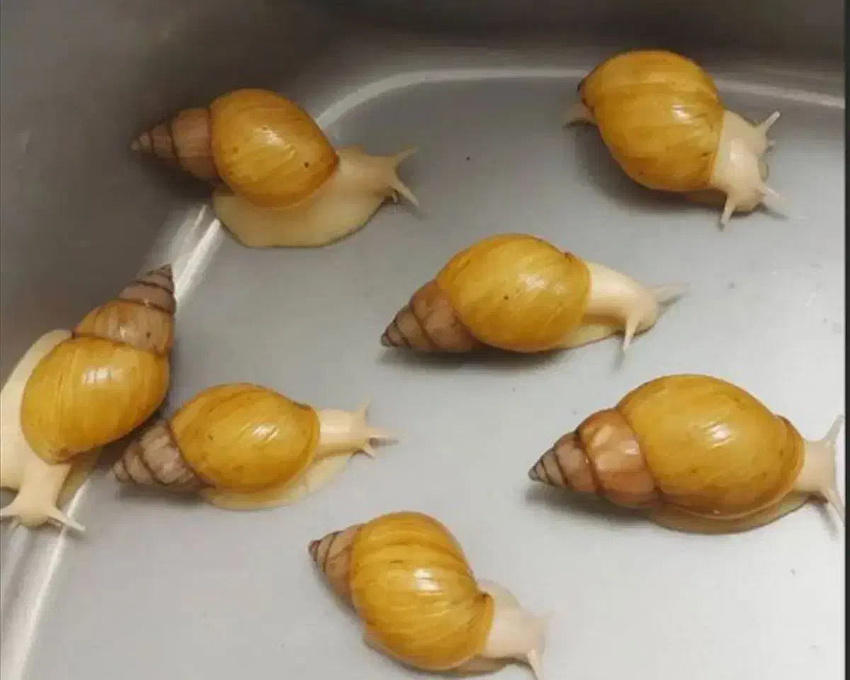 فروش حلزون|خزنده|شیراز, کوشک میدان|دیوار