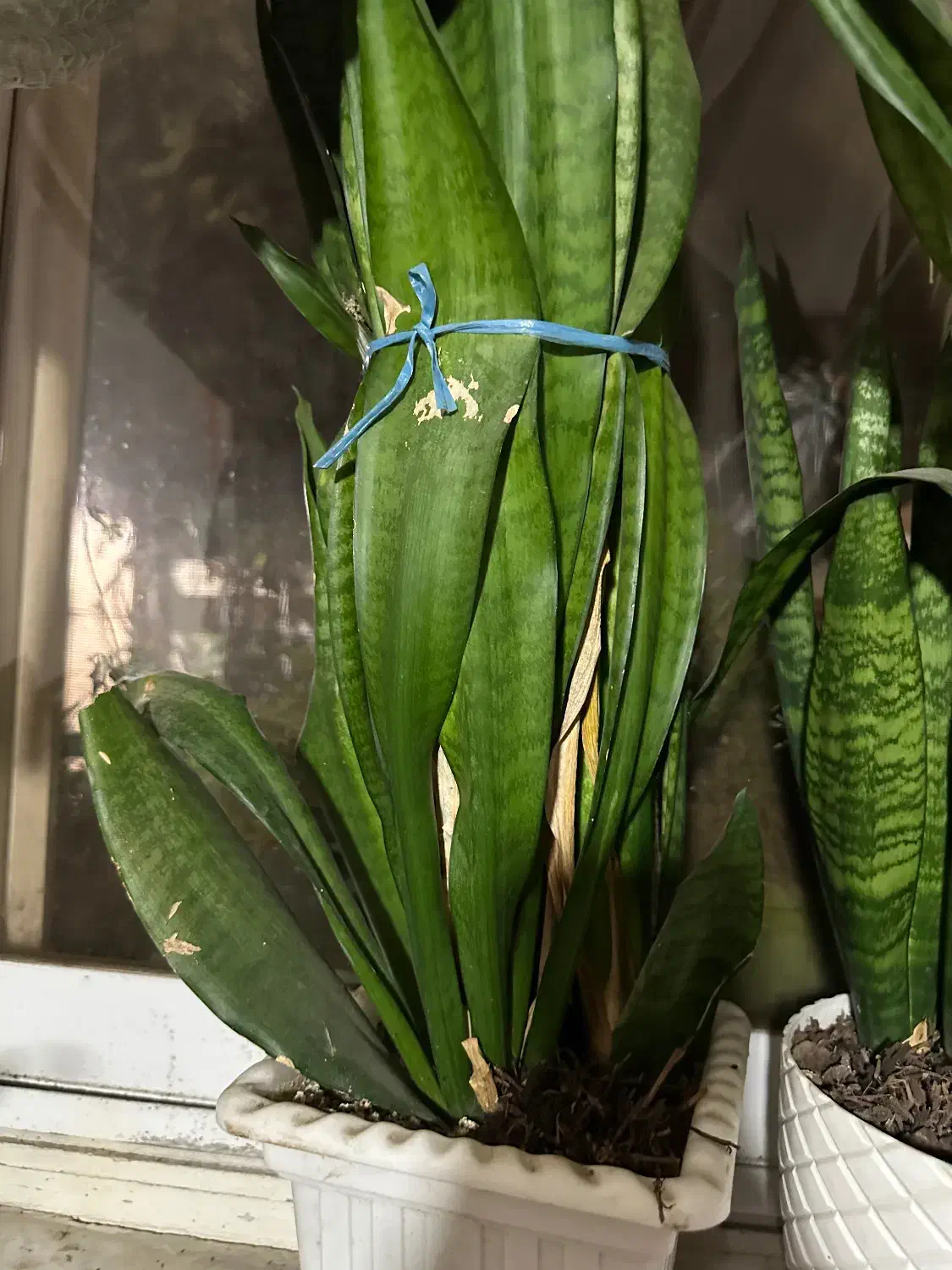 گل خانگی|گل و گیاه طبیعی|رشت, باهنر|دیوار