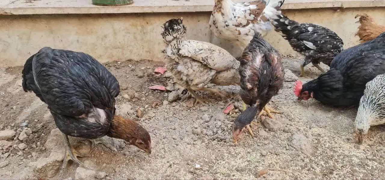 مرغ تخم گذار گلین|حیوانات مزرعه|قم, بنیاد|دیوار