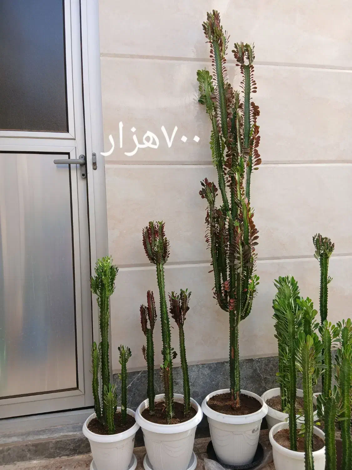 گلهای زیبا با قیمت مناسب|گل و گیاه طبیعی|مرند, |دیوار