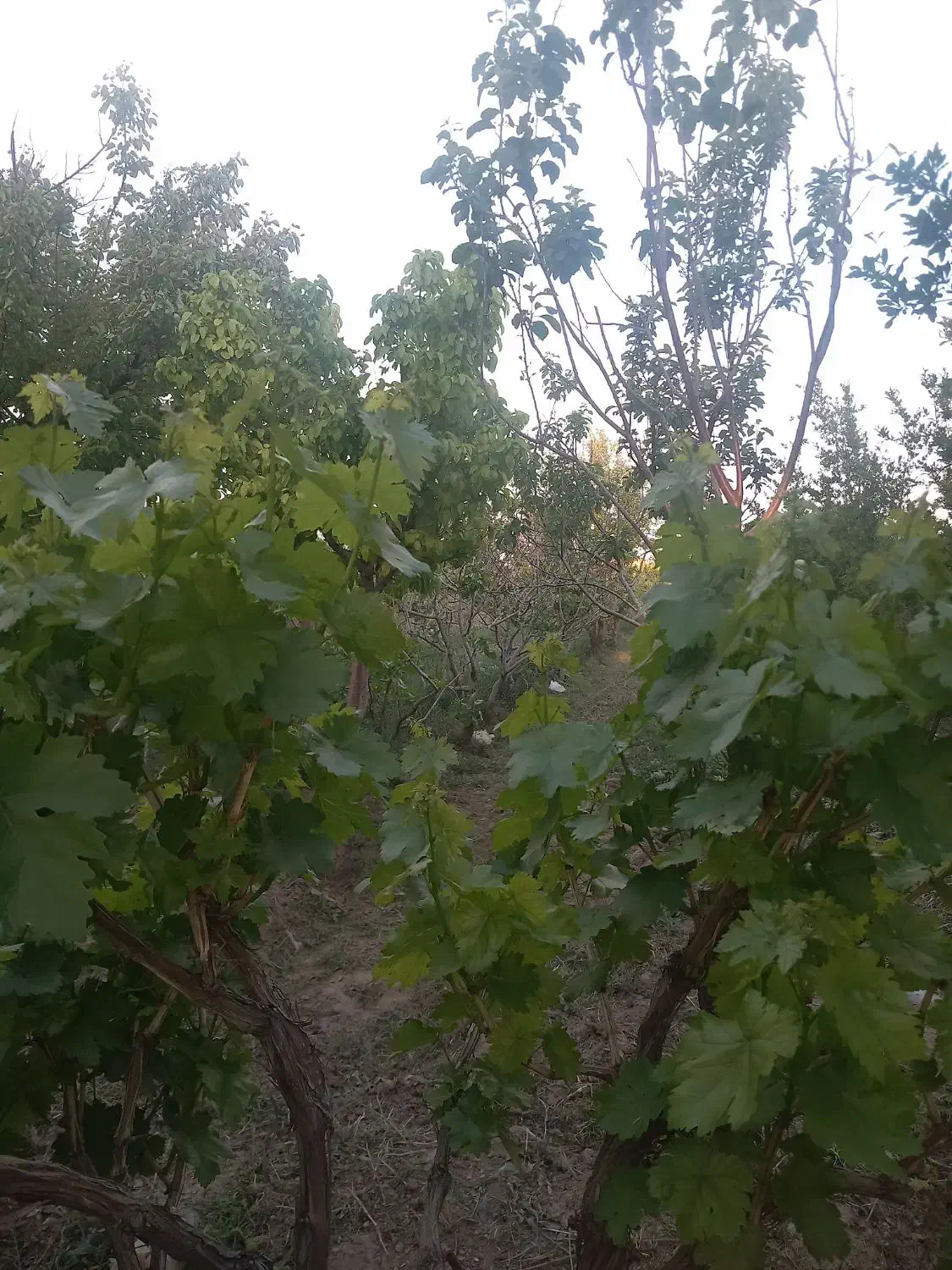 باغ ۱۰ساله|فروش دفتر صنعتی، کشاورزی، تجاری|زاویه, |دیوار