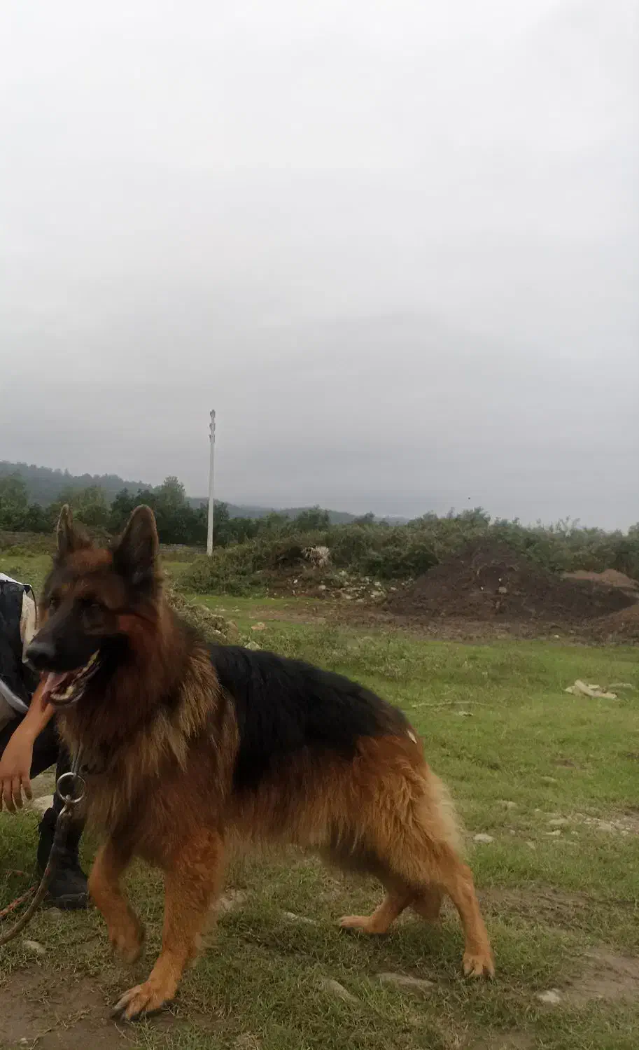 سگ ژرمن موبلند|سگ|عباس‌آباد, |دیوار