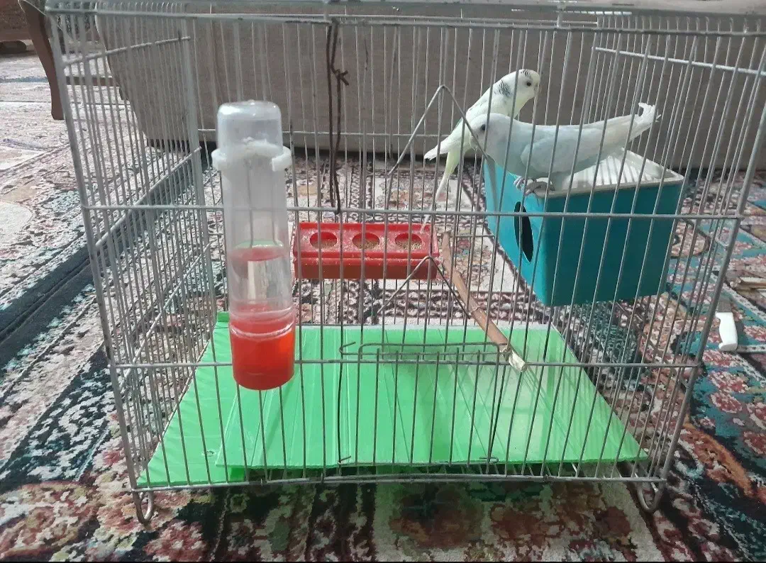 مرغ. عشق|پرنده|اردستان, |دیوار