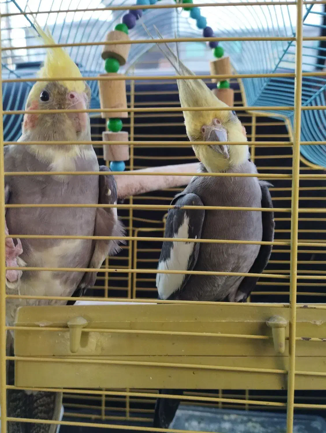 پرنده عروس هلندی|پرنده|خوش‌رودپی, |دیوار