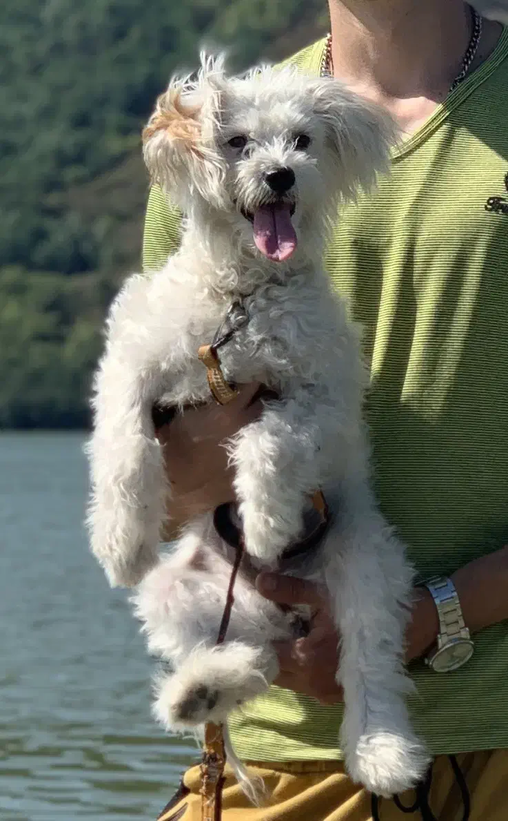 تریر|سگ|تبریز, |دیوار