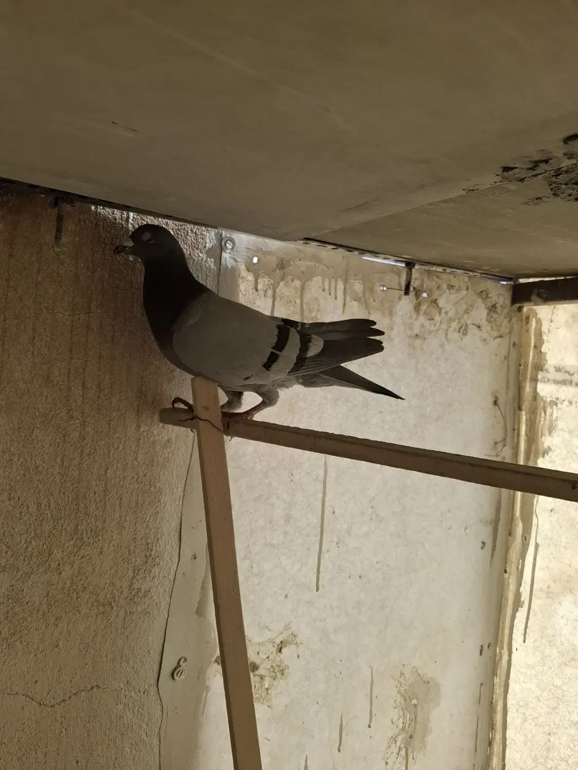 پلاکی نر|پرنده|تهران, خرمشهر|دیوار