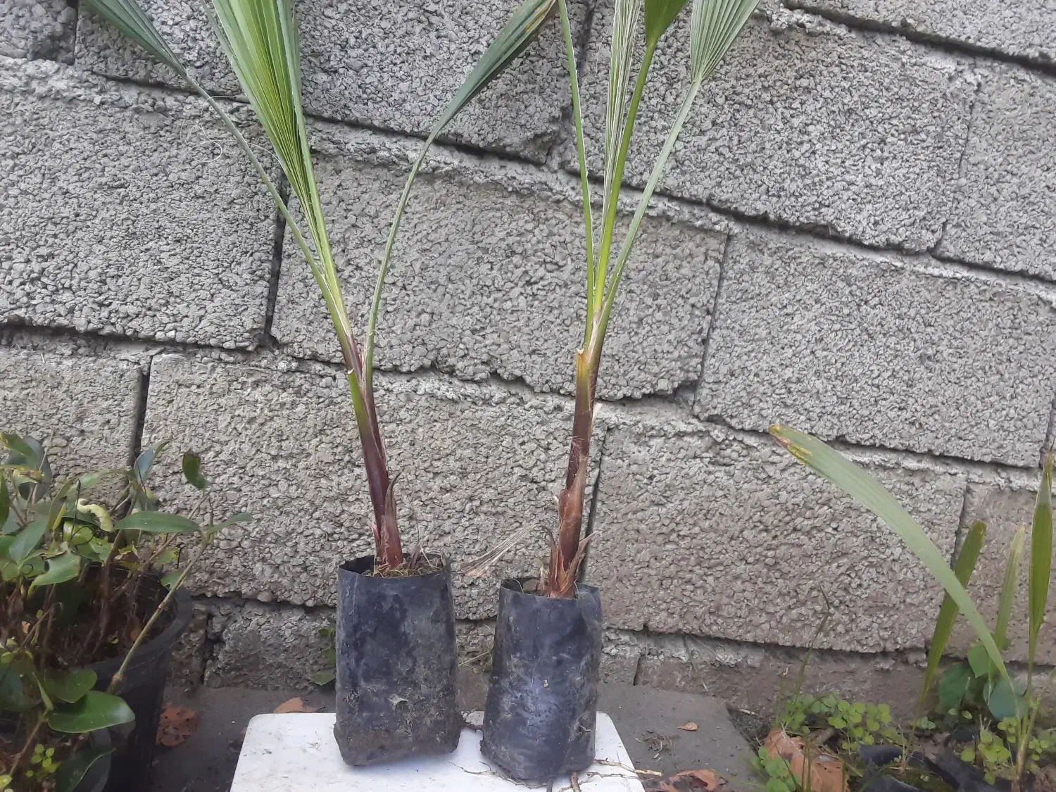 فروش پالم واشنگتن تنه قرمز نایلکسی|گل و گیاه طبیعی|رودسر, |دیوار