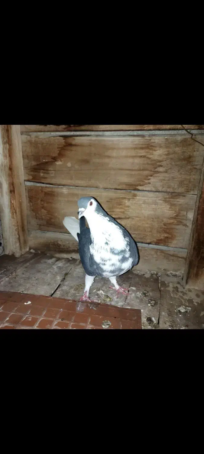 ماده سینه گلین|پرنده|مبارکه, |دیوار