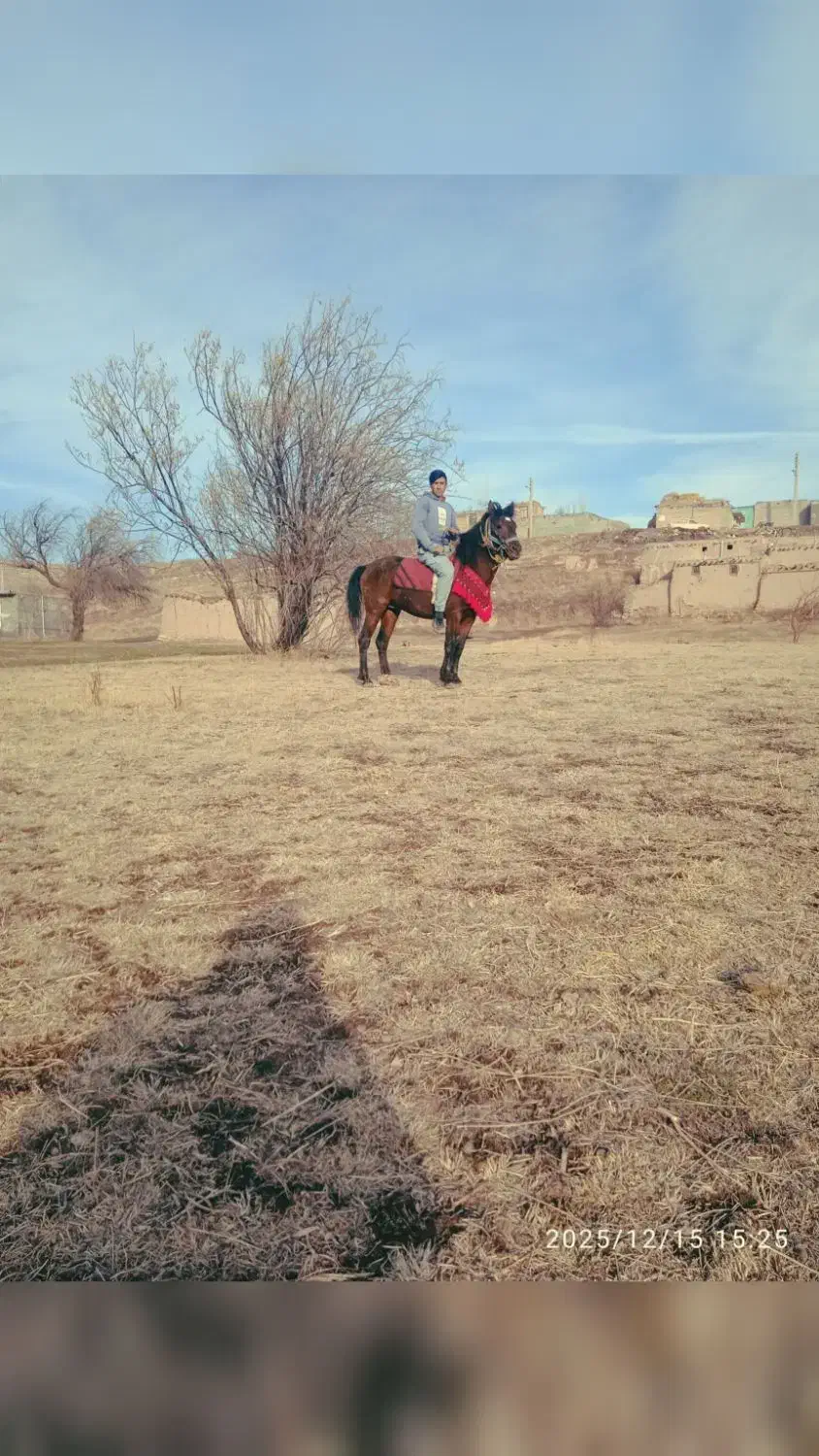 اسب نریان کرد خالص یورقه|اسب و تجهیزات اسب‌سواری|میانه, |دیوار