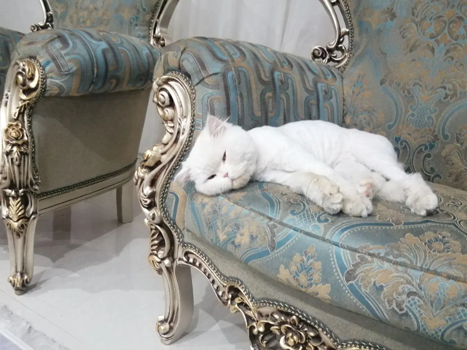 گمشده|حیوانات|نظرآباد, شهرک آزادگان|دیوار