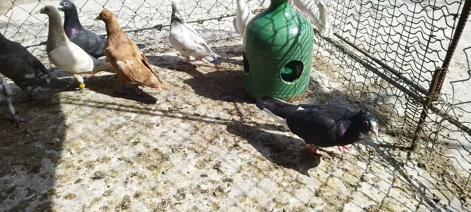 دسته دورگ|پرنده|خرمشهر, |دیوار