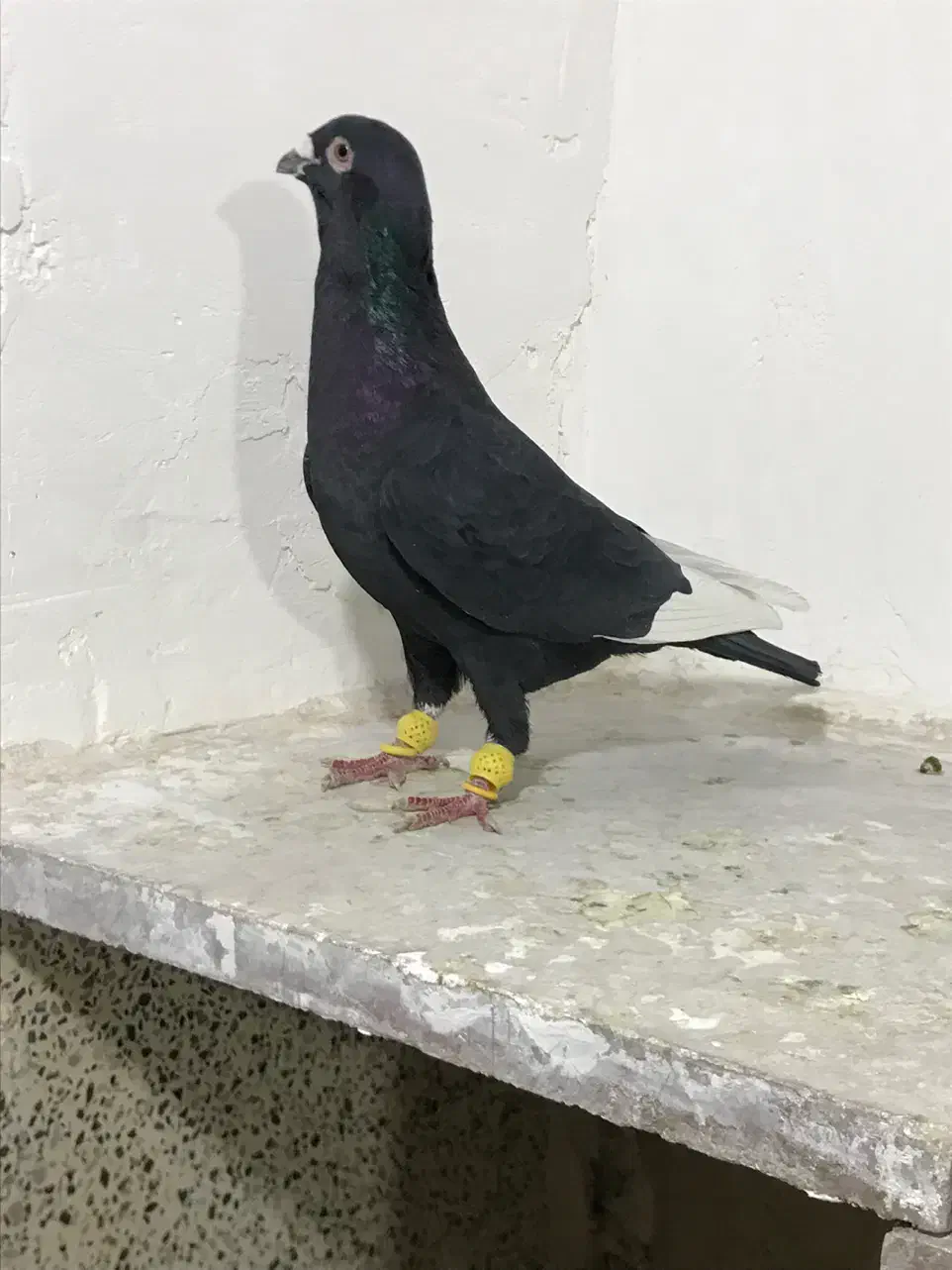 کبوتر پرنده|پرنده|قزوین, |دیوار