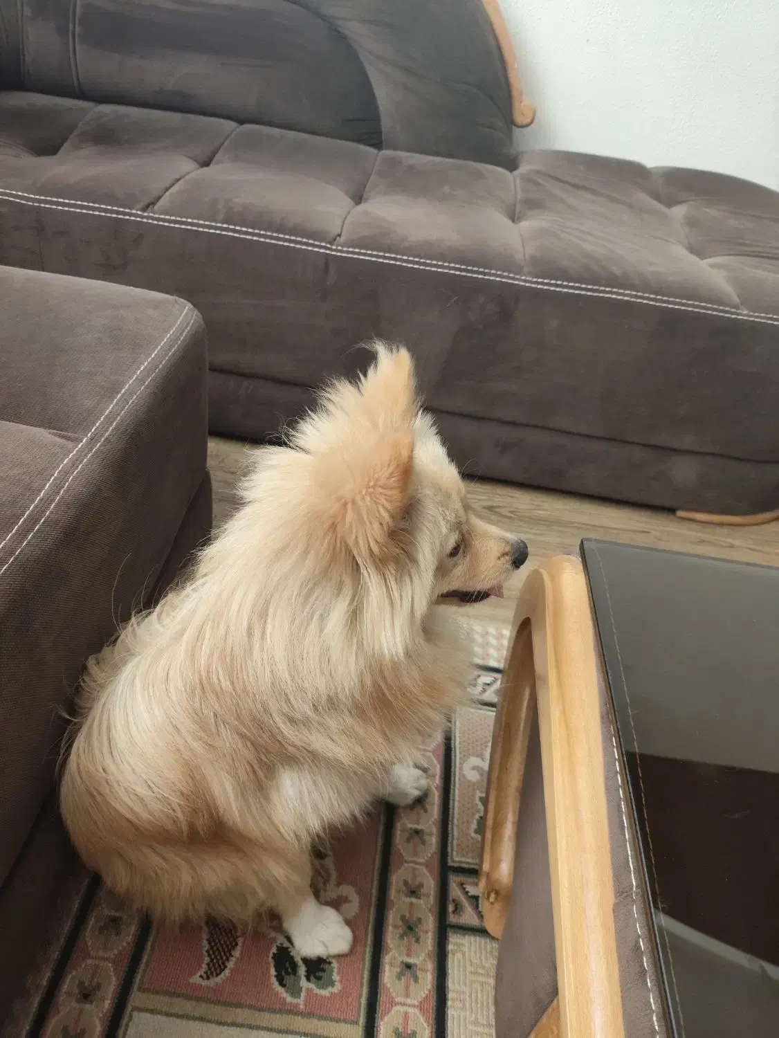 سگ پامر روباهی 1 ساله|سگ|شاهینشهر, مسکن مهر|دیوار