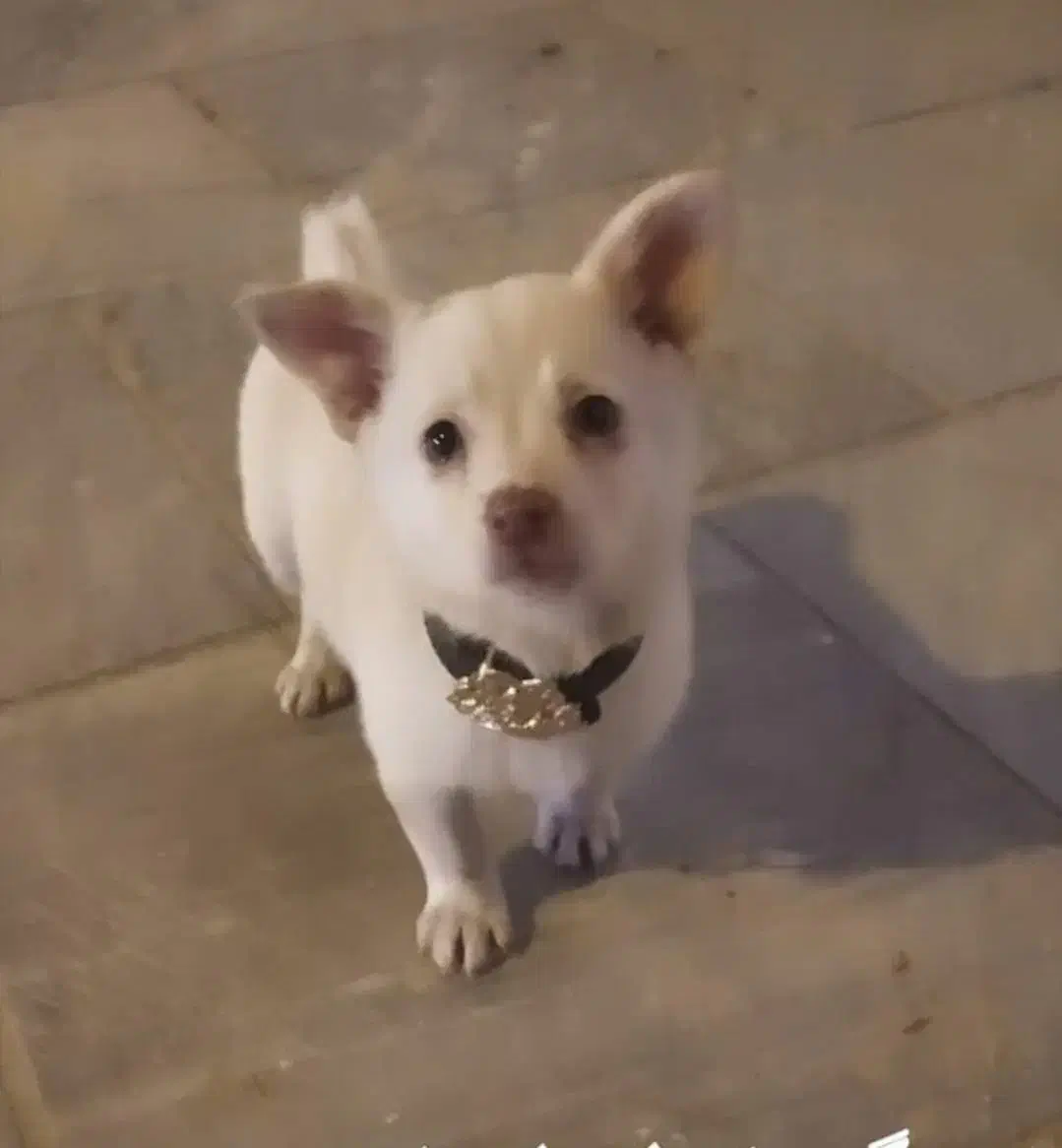 واگذاری سگ پاکوتا|سگ|مشکین‌دشت, |دیوار