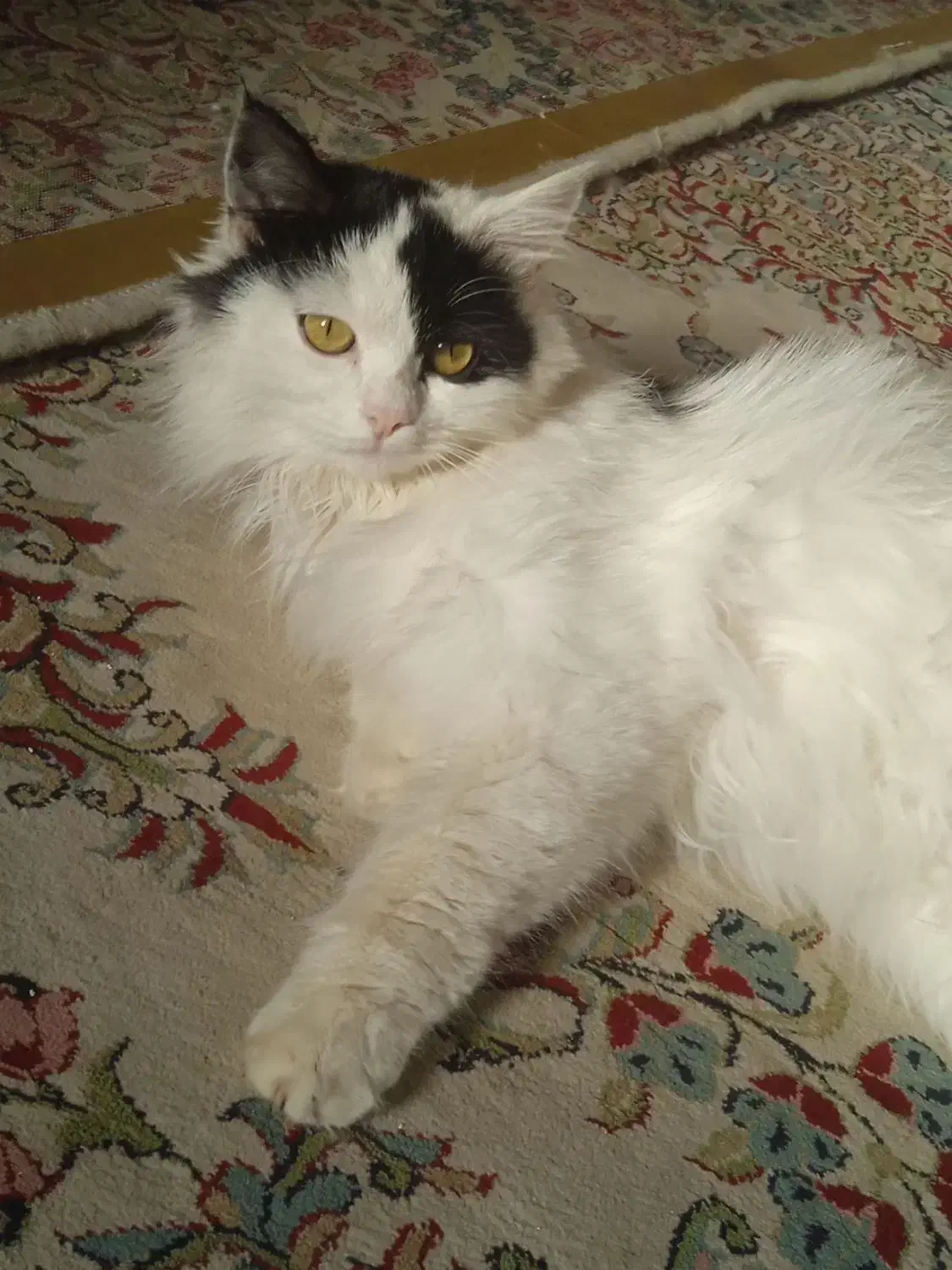 حیوان خانگی|گربه|بافق, |دیوار