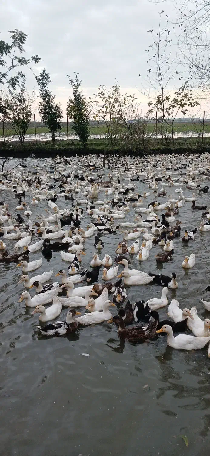 اردک|حیوانات مزرعه|آستارا, |دیوار